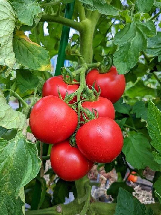 無垢のトマト（加工用）中玉3kg ～ 生で食べると昔懐かしの旨トマト ～ ♪ 注文後に収穫&発送いたします ♪