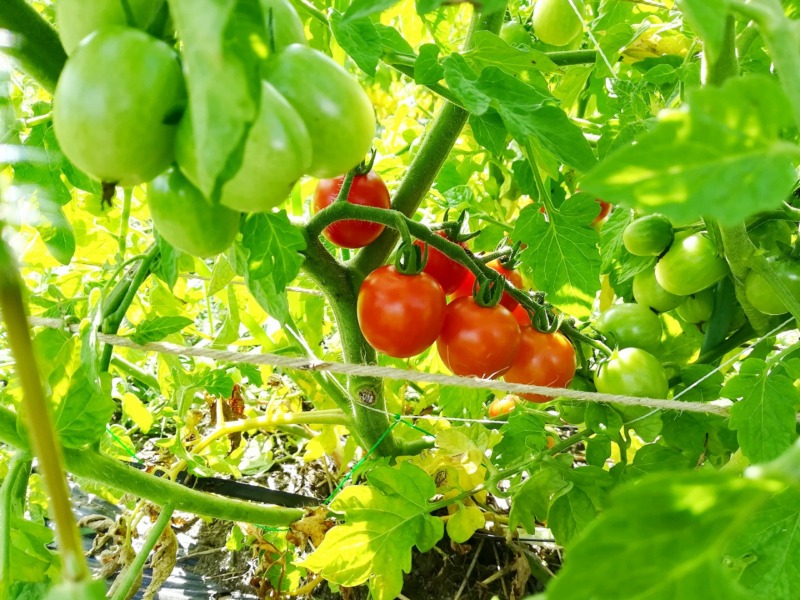 トマト🍅 収穫マイスターになりませんか?松本市波田〜梓川エリア