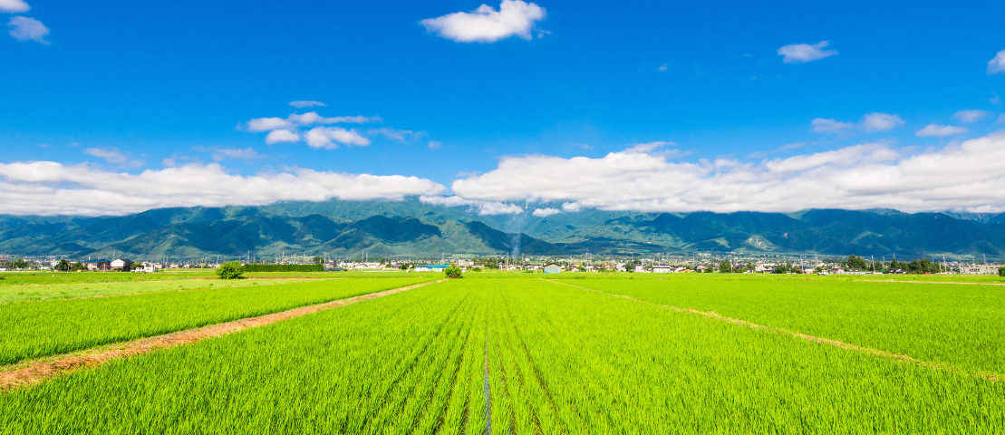 自然農法・自然栽培の研修の受け入れについて