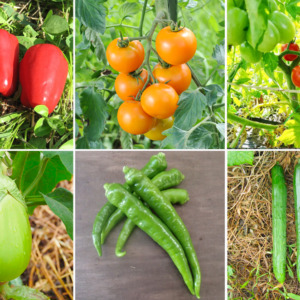 自然農法の苗【6品種×2本ずつ】予約販売  <  5月9日(土)～5月10日(日)のお受け取り）>