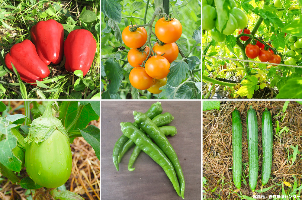 自然農法の苗【6品種×2本ずつ】予約販売  <  5月9日(土)～5月10日(日)のお受け取り）>