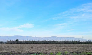 梓川の圃場