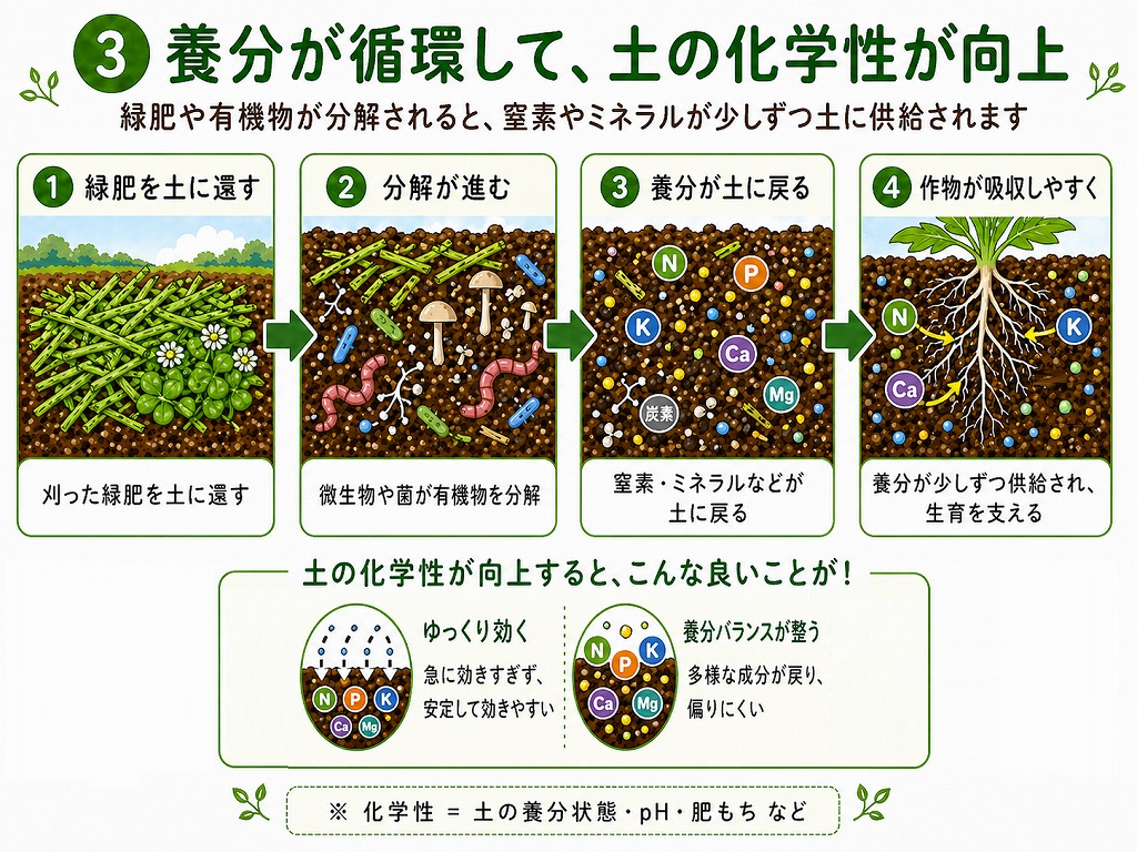 緑肥が分解され、炭素・窒素・ミネラルなどを土に戻すイメージ