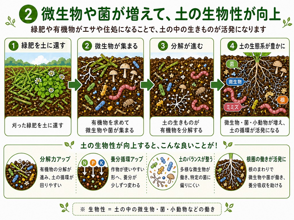 緑肥によって植物体が微生物や菌のエサ・すみかとなり、土の生物性が高まるイメージ