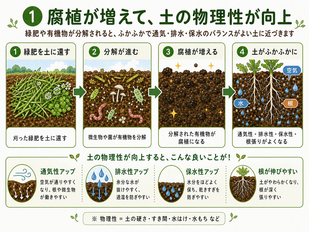 緑肥によって腐植が増えて、土の物理性が良くなる