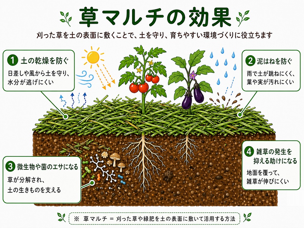 草マルチの利点