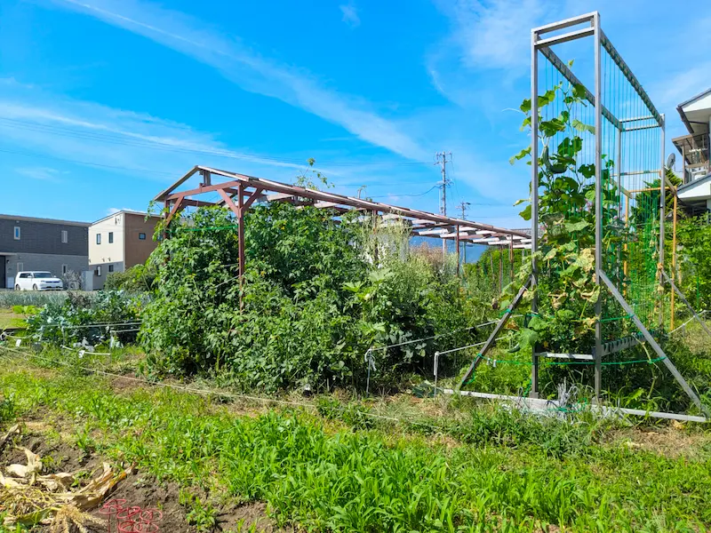 支柱などを使って野菜を栽培している市民農園の様子