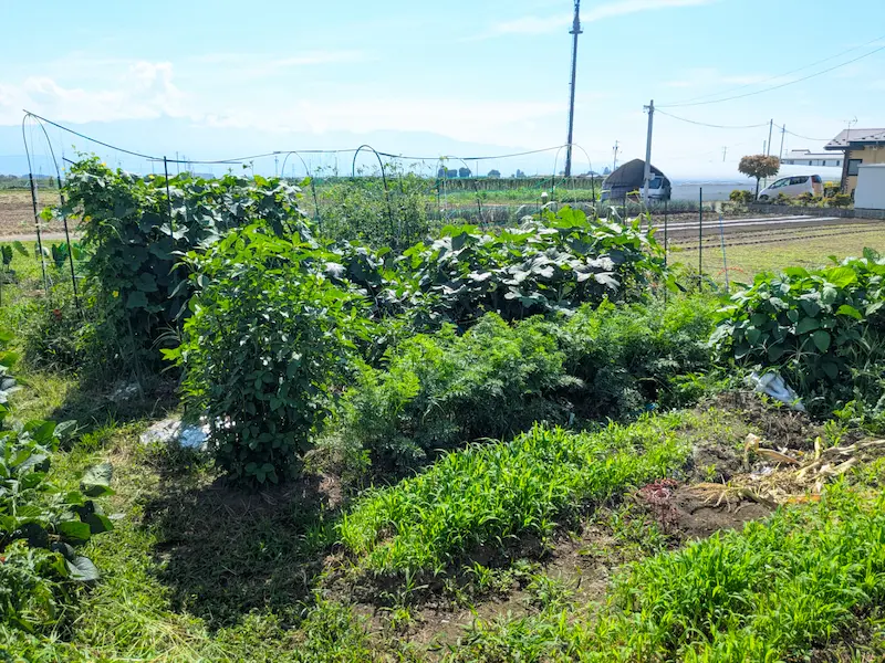 市民農園での作付けの様子